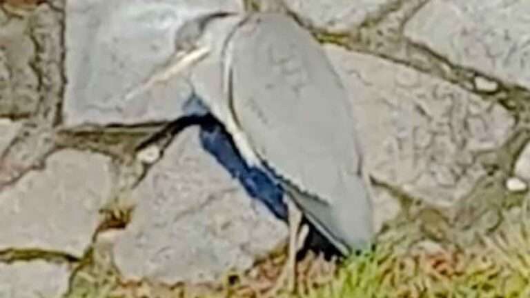 Read more about the article Invisible Heron  Shows Its Amazing Camouflage Skills On Busy Cycle Path