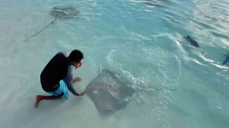 Read more about the article Man Feeds Stingrays In Shallow Sea Waters Of The Maldives