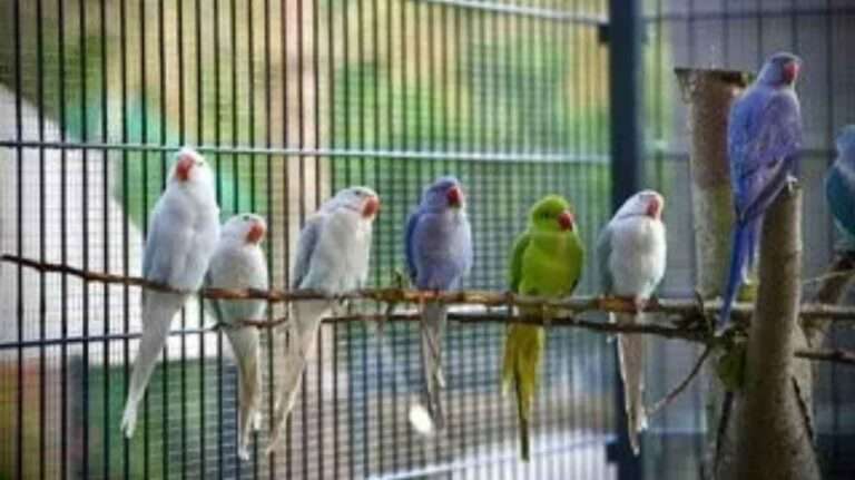 Read more about the article Man Sues Breeder After Catching Horror Bug From Infected Birds