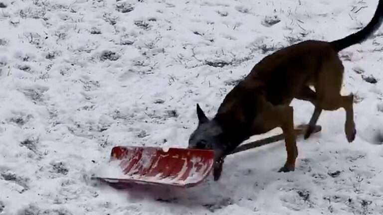 Read more about the article Adorable Moment Excited Police K9 Dog ‘Helps’ To Shovel Snow