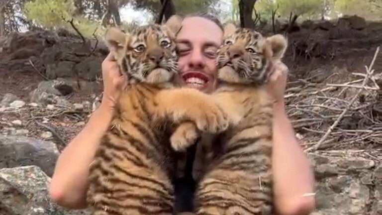 Read more about the article Safari Park Employee’s Way Of Showing Love Startles Two Tiger Cubs In Spanish Safari Reserve
