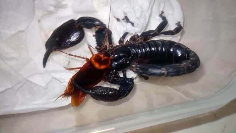 Read more about the article Creepy Vids Show Scorpion Feasting On Cockroach