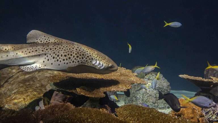 Read more about the article Zebra Shark At Chicago’s Shedd Aquarium Had Pups Through Virgin Birth