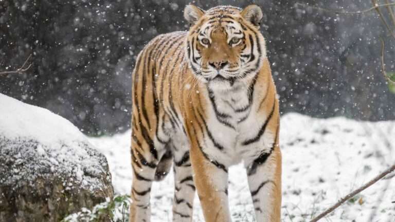 Read more about the article Animals At The World’s Oldest Zoo Overjoyed Over First Snow Cover In The City
