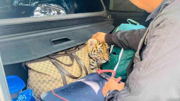 Read more about the article Traffic Cops Find Live Tiger In Couple’s Car Boot