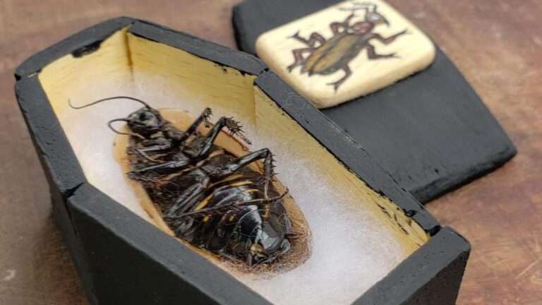 Read more about the article Influencer’s Incredible Insect Coffins Delight Millions