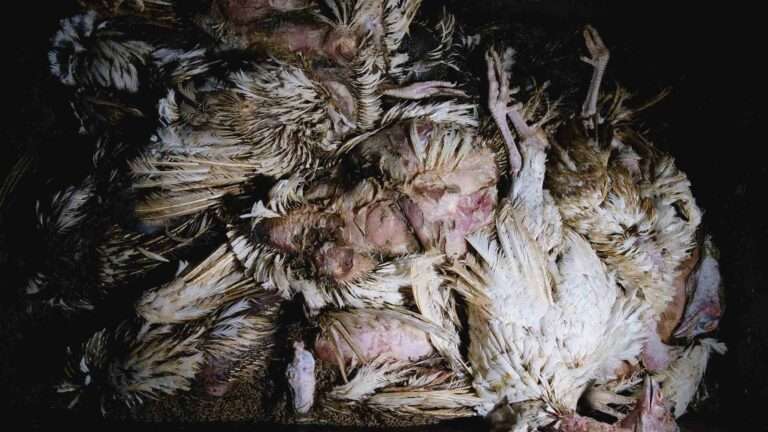 Read more about the article Horror Turkey Farms Where Agony Isn’t Just For Christmas