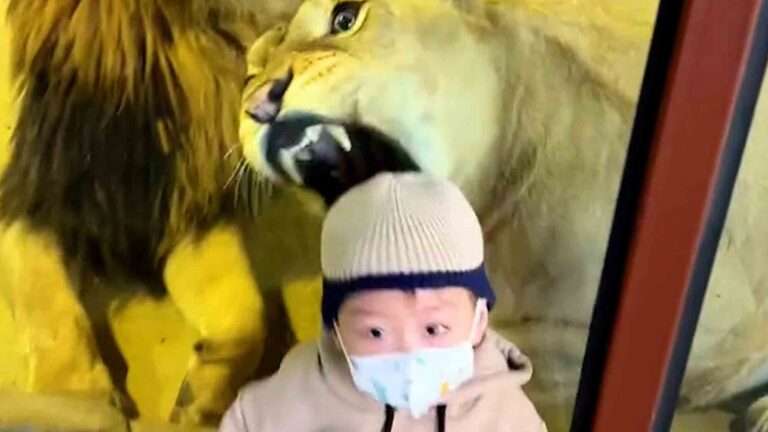 Read more about the article Lioness Tries To Eat Little Boy On Other Side Of Glass At Zoo
