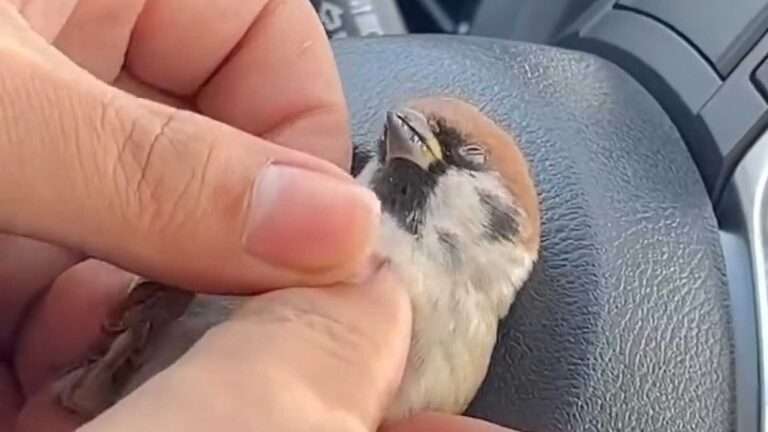 Read more about the article Driver Saves Stunned Sparrow With CPR
