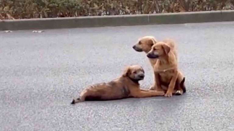 Read more about the article Two Young Pups Stand Guard Over Injured Pal On Busy Road