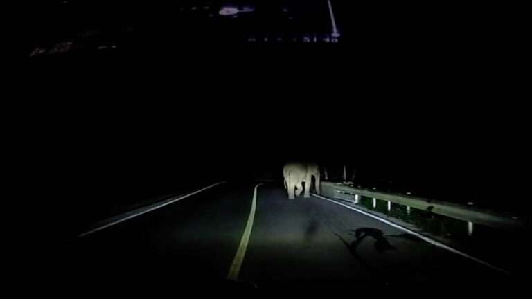 Read more about the article Mum Elephant Helps Calf Cross The Highway