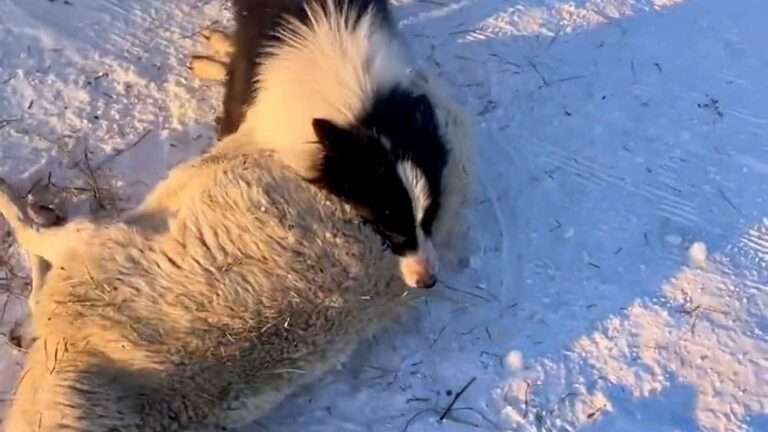 Read more about the article Heartbroken Dog Tries To Revive Frozen Sheep