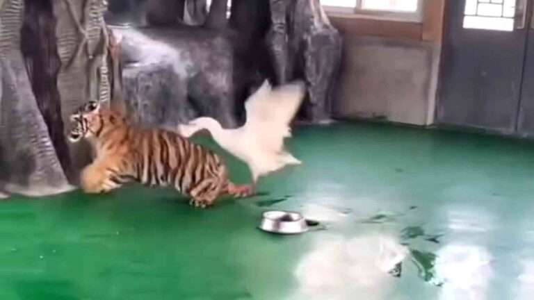 Read more about the article Terrified Tiger Is Chased Off By Angry Goose