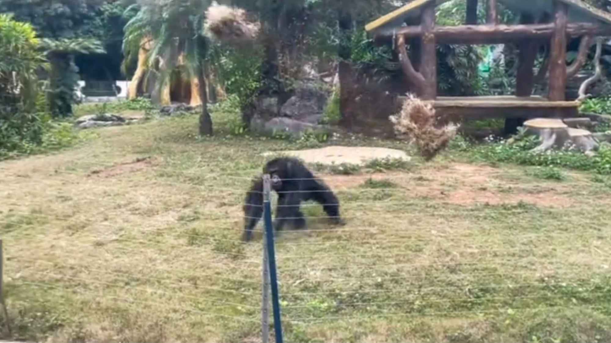 Ape Tries To Pelt Zoo Visitor With Mud