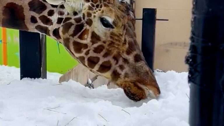 Read more about the article Endangered Giraffe Clearly Enjoys Munching On Snow In Hilarious Videos