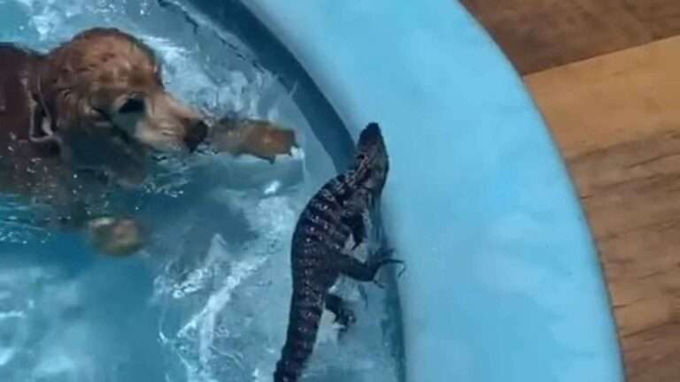 Read more about the article Hero Pooch Rescues Lizard From Pool
