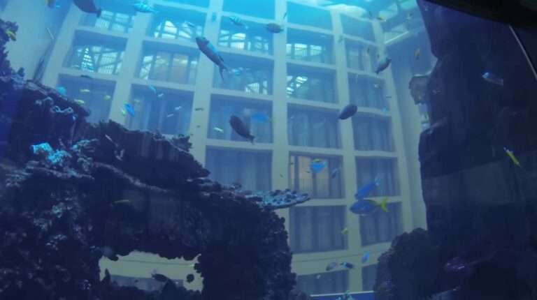 Read more about the article Fish Rescued From Hotel Aquarium Blast Are Thriving, Says Zoo