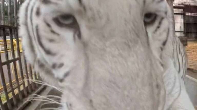 Read more about the article Rare White Bengal Tiger Slobbers On GoPro Camera