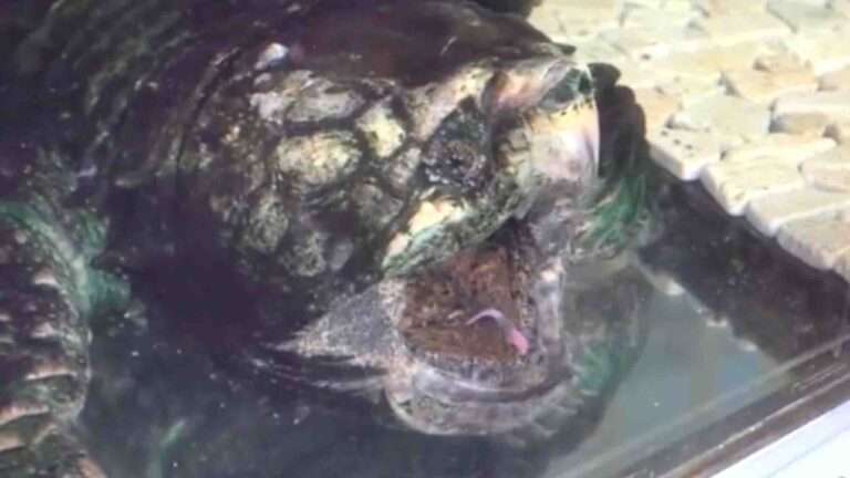 Read more about the article Alligator Snapping Turtle Uses Worm-Like Tongue To Lure Fish