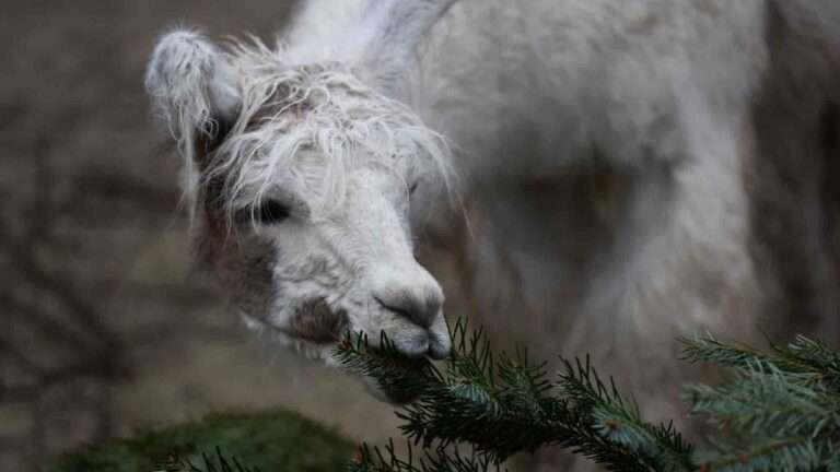 Read more about the article Tannenbaum Trees Go Down A Treat For Swiss Zoo Animals