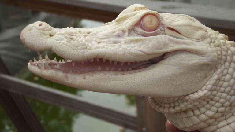 Read more about the article Live Albino Alligator Found By Customs In Passenger’s Luggage Finds Home In Germany
