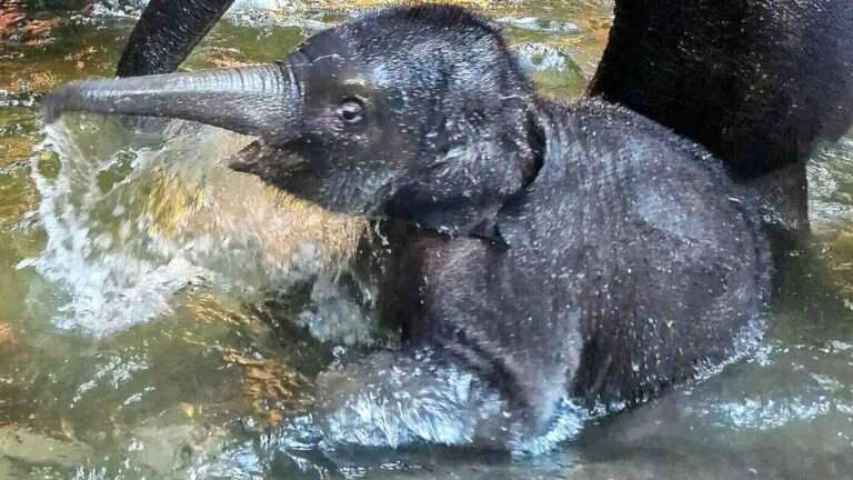 Read more about the article Endangered Baby Elephants Take A Dip And Play With Their Mum In German Zoo’s Pool