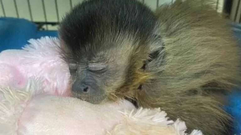 Read more about the article Monkey Baby Hugs Dead Mother Crushed By Car