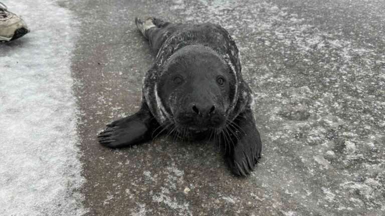 Read more about the article Baby Seal Missing His Mum Saved By Animal Centre After It Came Ashore And Scurred Through Snowy Roads