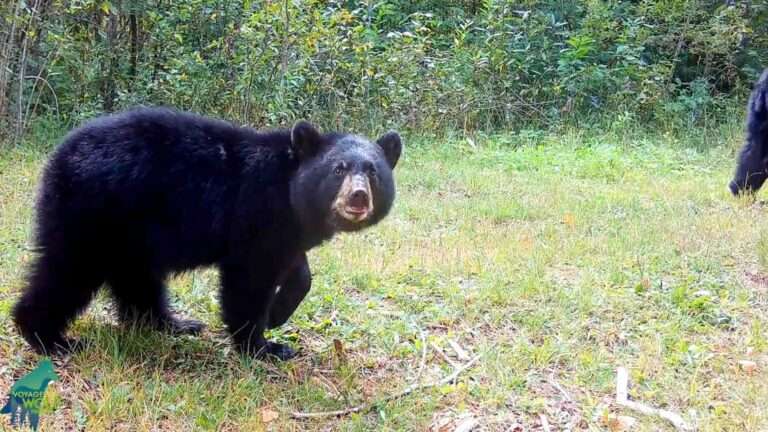 Read more about the article Bear Cub Adjusts Trail Camera With Surprisingly Good Close-Up Footage Of Wildlife