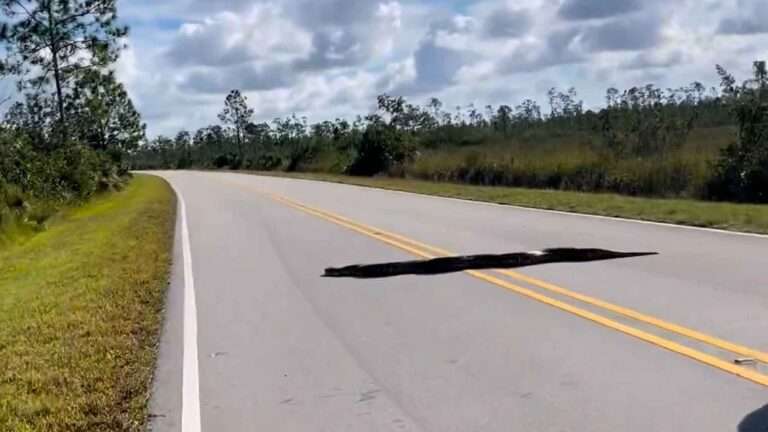 Read more about the article Massive 15ft Python Stretching Across Two Lanes Seen In Florida