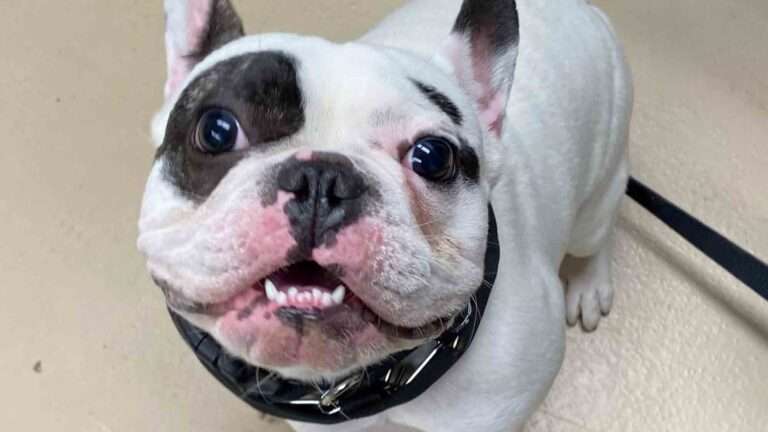 Read more about the article Ralphie The ‘Terrorist’ Super Cute French Bulldog Goes Viral In Search For New Home