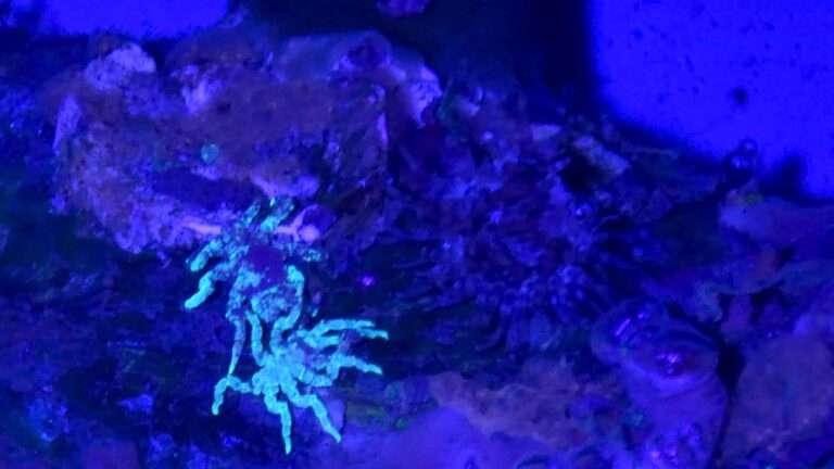 Read more about the article Amputated Sea Spiders Can Regrow Their Rear Ends, Says Study