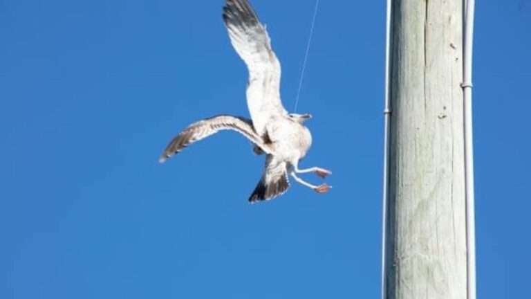 Read more about the article Firefighters Rescue Dangling Seagull Tangled In String From Florida Utility Pole
