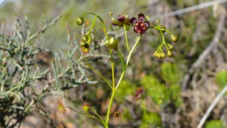 Read more about the article Scientists Discover New Carnivorous Plants On Social Media