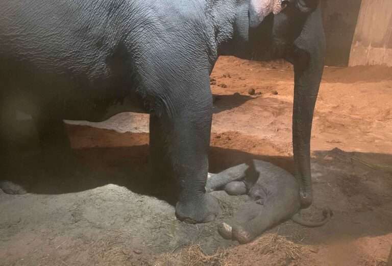 Read more about the article Swiss Zoo Says Endangered Elephant Calf Died Shortly After Birth