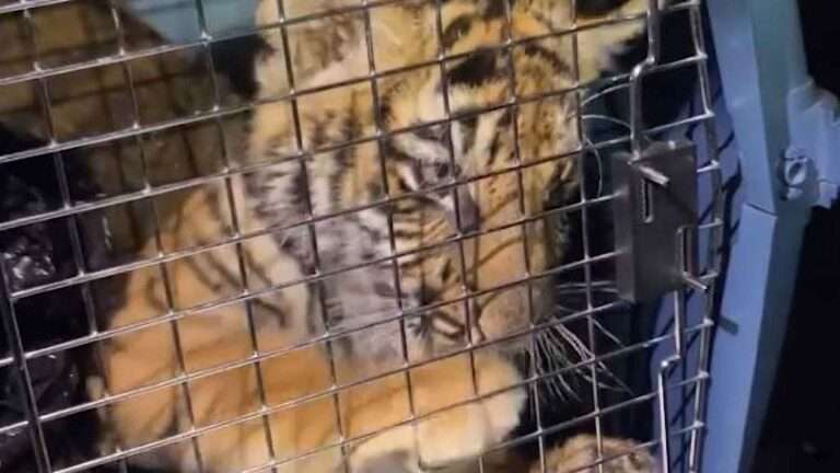 Read more about the article Albuquerque Police Discovers Caged Tiger Cub During Shooting Investigation