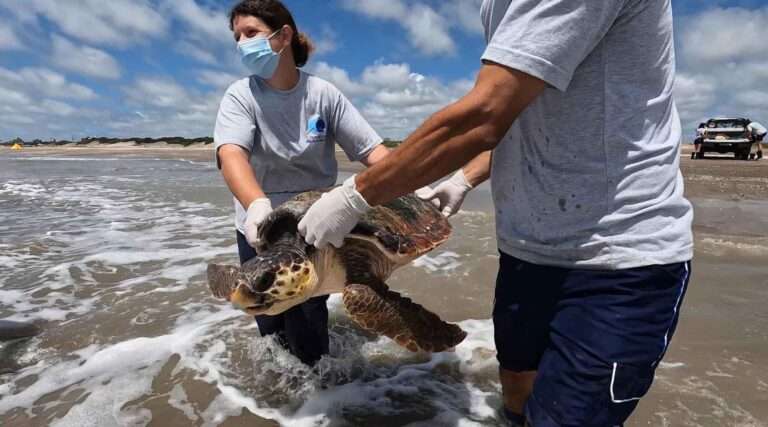 Read more about the article Endangered Loggerheads Released Back Into Sea
