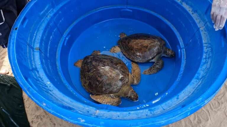 Read more about the article Rescued Endangered Turtles Teach Beachgoers Grim Truth Of Pollution