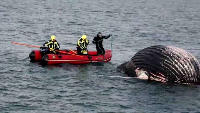 Read more about the article Coastguards Recover Giant Whale Carcass Floating In Sea