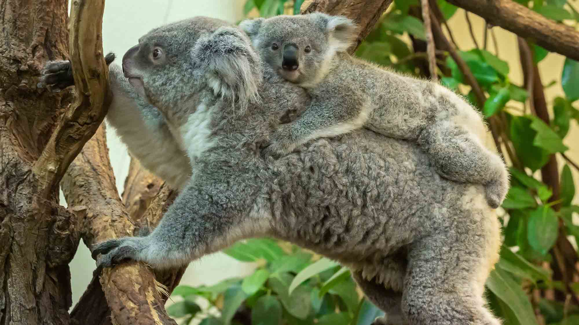 Loving Mum And Her Baby Just Take It Treesy