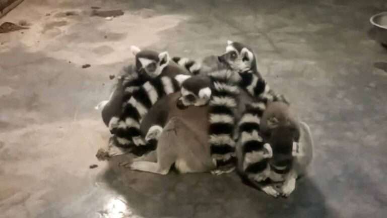 Read more about the article Lemurs At Chinese Zoo Share Group Hug To Avoid Freezing Weather