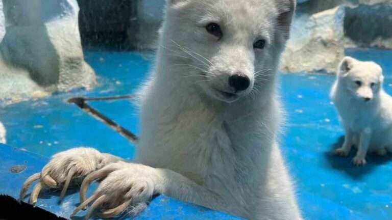 Read more about the article Chinese Zoo That Neglected Claws On Arctic Foxes Finally Gives Them A Pedicure