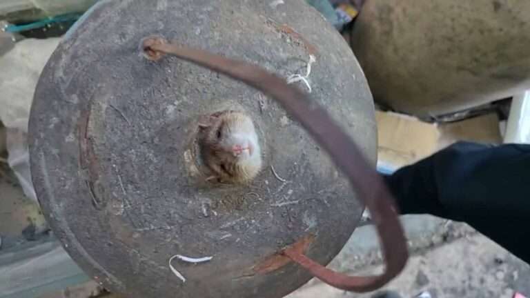 Read more about the article Greedy Rodent Got Stuck In Corn Bucket