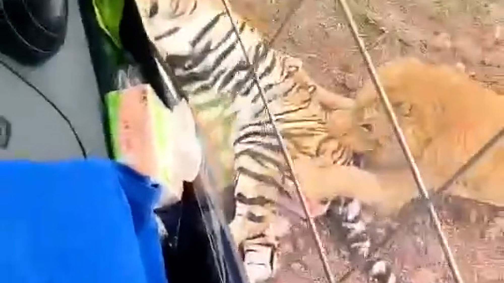 Safari Park Horror As Lions Eat Tiger