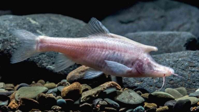 Read more about the article Incredible Blind And Colourless Fish With Horn Discovered In Chinese Cave