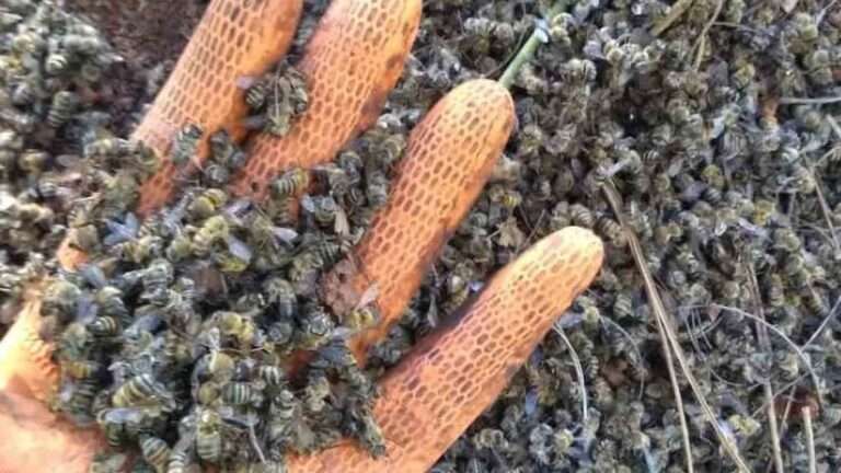 Read more about the article Eight Million Bees Drop In Mystery Mass Death