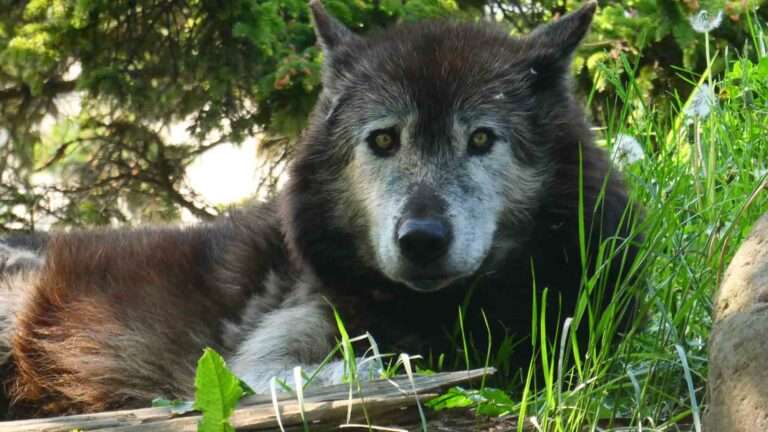 Read more about the article Wolf Uses Go Pro As A Scratching Post In Zoo
