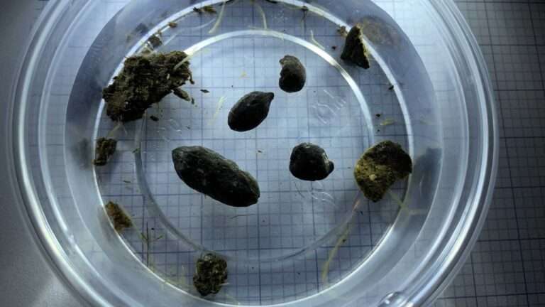 Read more about the article Scientists Crack Secrets Of Ancient Farming With Stone Age Dung