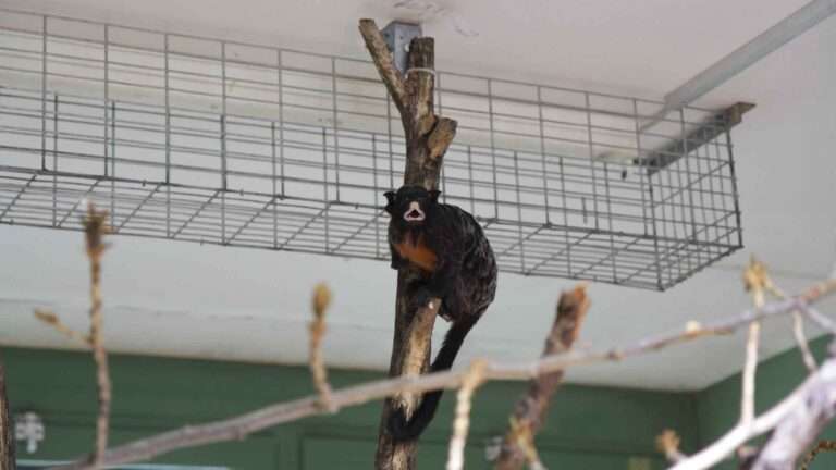 Read more about the article Airport Customs Seize 13 Rare Smuggled Monkeys