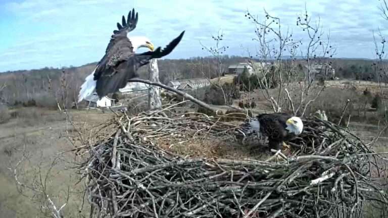 Read more about the article Cute Way Bald Eagle Pair Share Nest Building Duties